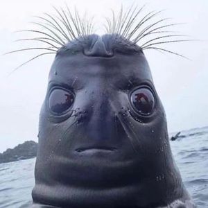 Meet your Posher, Martin